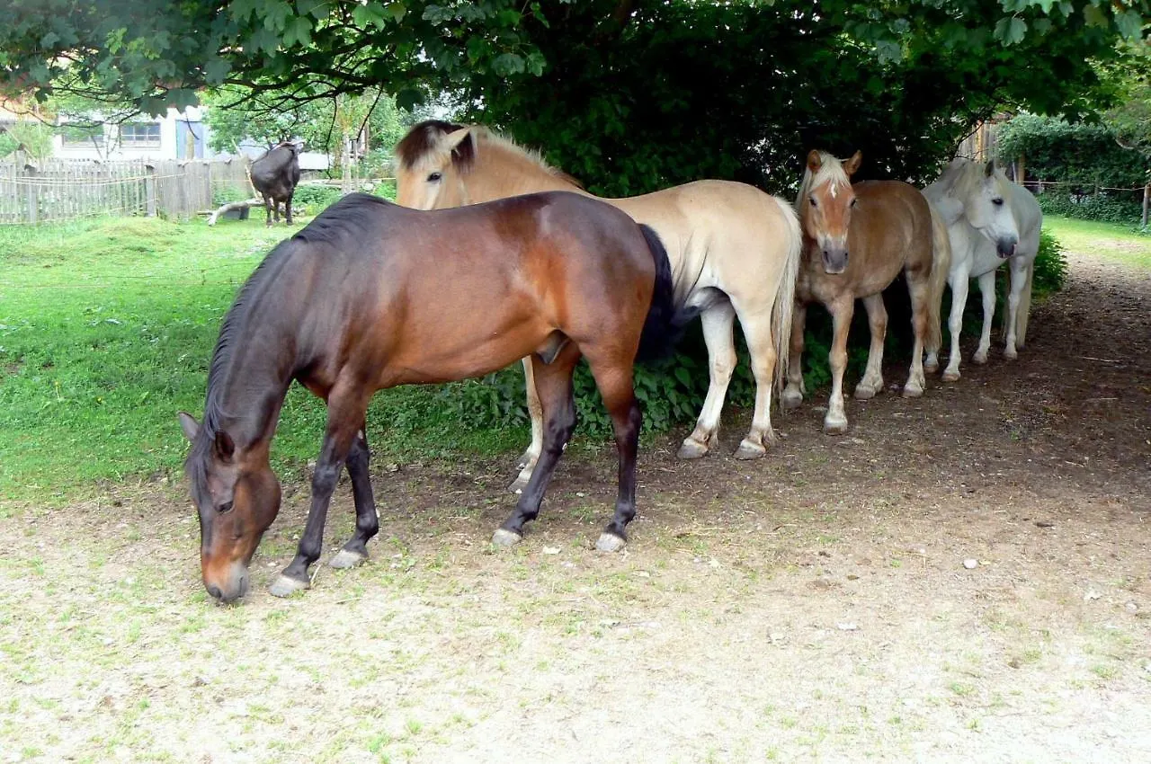 Ferienwohnung Spring-Hof Oberostendorf Deutschland